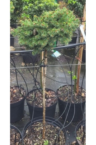 Ялина європейська Медуза штамб - саджанець в горщику